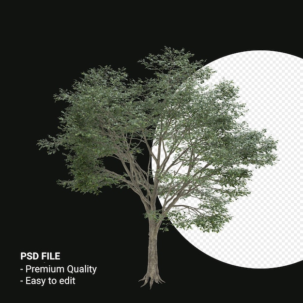 Fagus Grandifolia oder amerikanische Buche 3D-Rendering auf transparentem Hintergrund isoliert