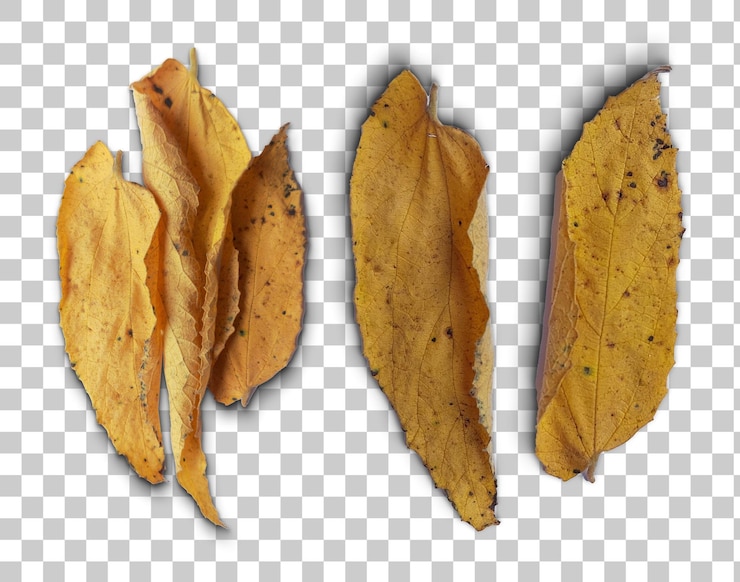 PSD fall brown dried leaf cutout
