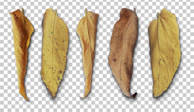 PSD fall brown dried leaf cutout