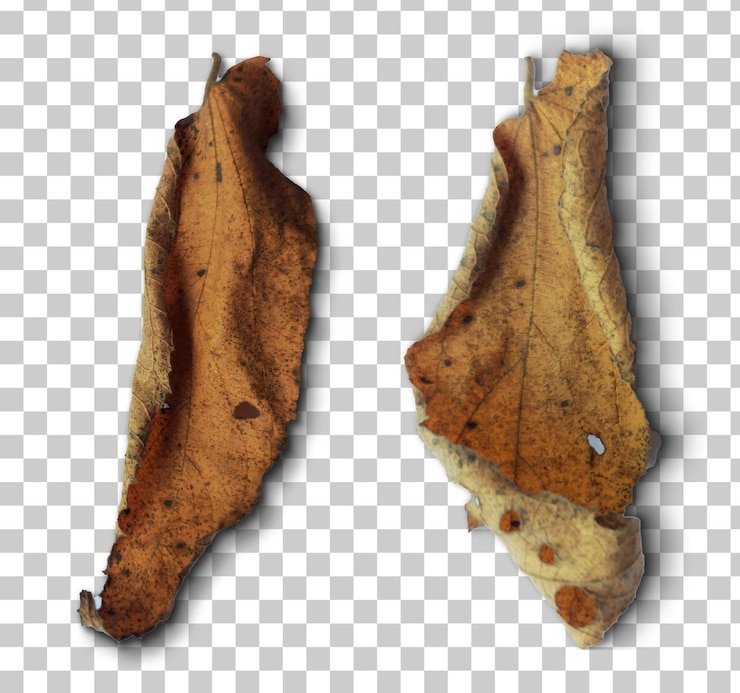 PSD fall brown dried leaf cutout