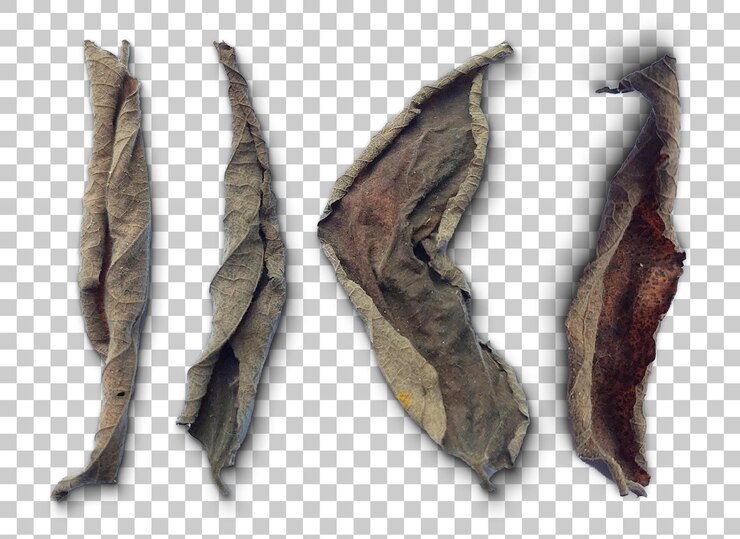 PSD fall brown dried leaf cutout