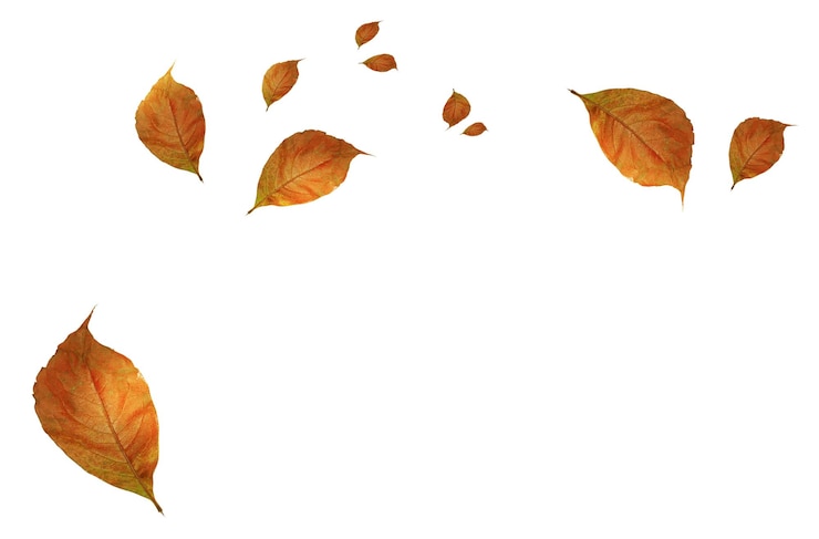 PSD falling autumn leaves isolated on white