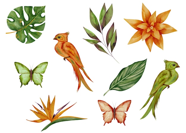 Farbige Clipart mit tropischen Pflanzen, Vögeln und Schmetterlingen für kreative Projekte