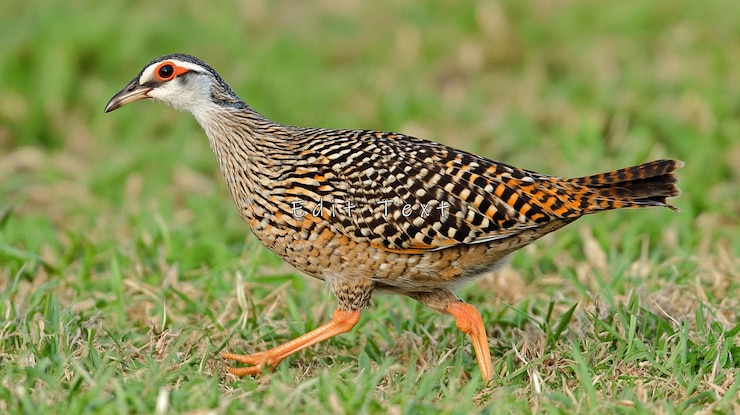 PSD farbiger vogel, der im grünen gras spazieren geht