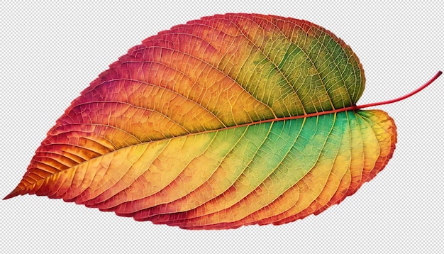 Farbiges Herbstblatt