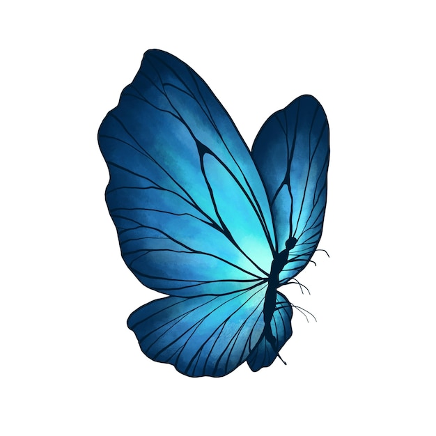 farfalla 4