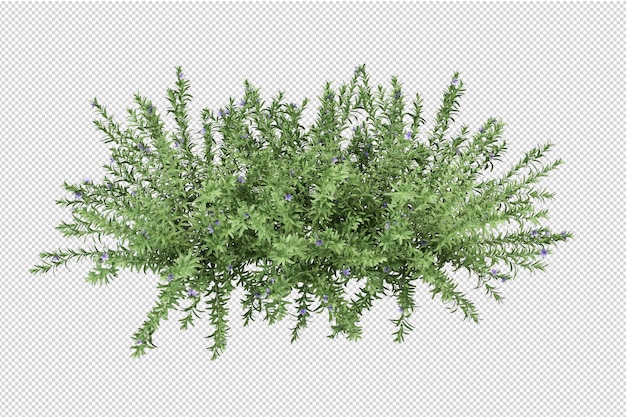 Farn in 3D-Rendering ausschneiden