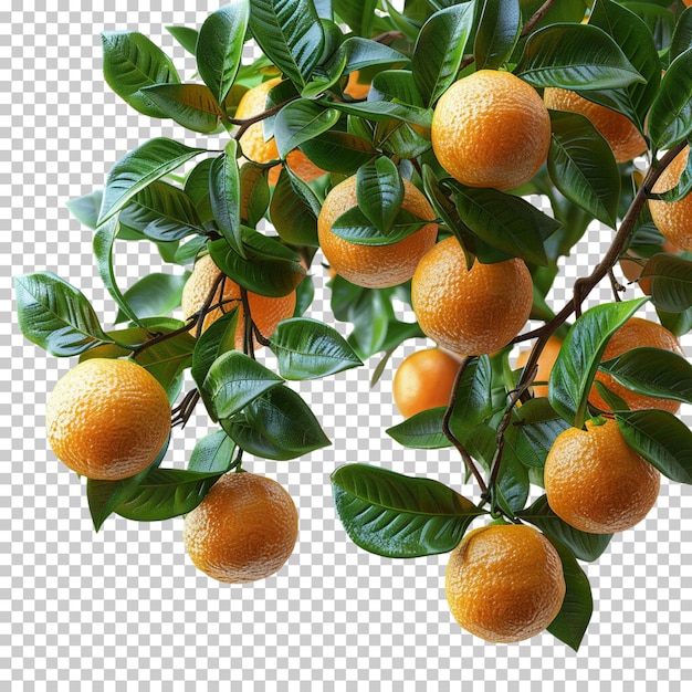 PSD fatias de laranja madura, camada alfa de tangerina, fruta de laranjeira isolada em fundo transparente