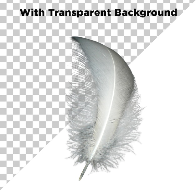 Feather PNG PSD isoliert auf durchsichtigem Hintergrund