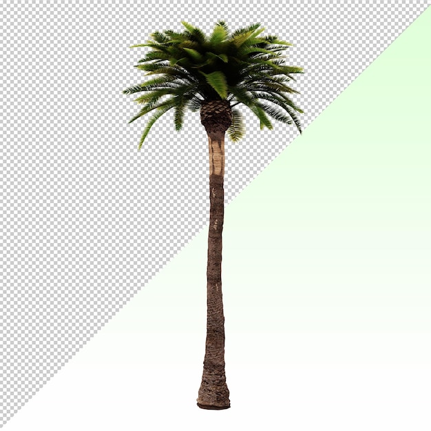 Fecha palm tree