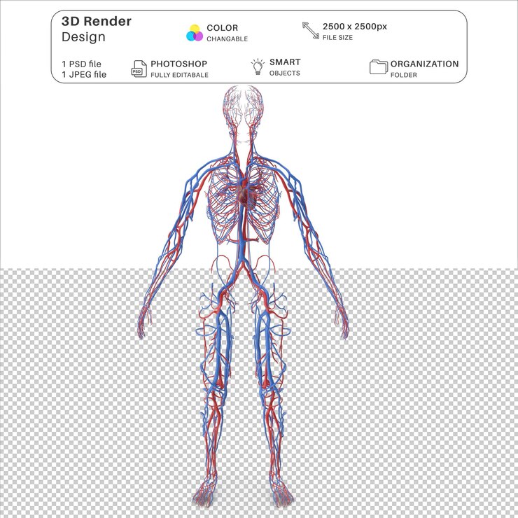 Female cardiovascular system 3D Modeling PSD File