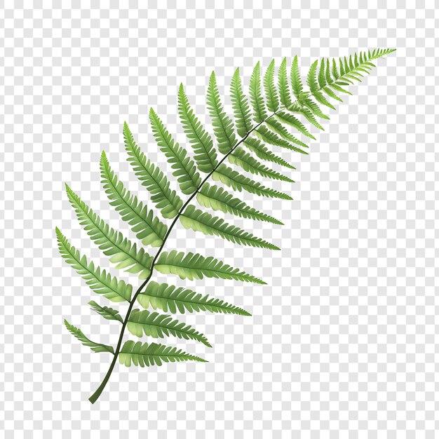 Fernblatt auf weißem Hintergrund