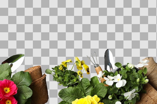 Ferramentas de jardinagem e flores coloridas são dispostas em um espaço criativo para plantio isolado em PNG branco