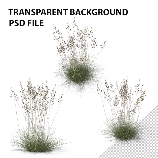 PSD fescue de mouton en png