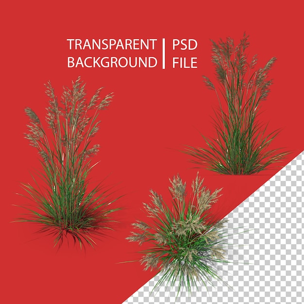 Festuca alta Festuca Arundinacea PNG