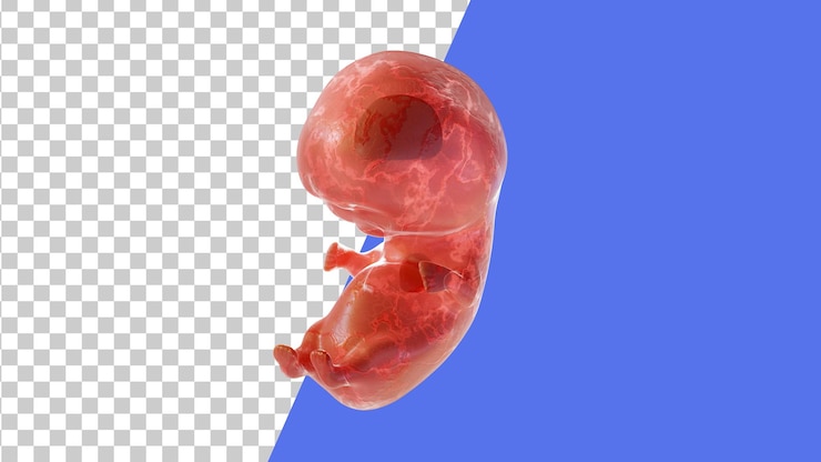 PSD feto humano durante 6 semanas 3d render 6 8 semanas de embarazo
