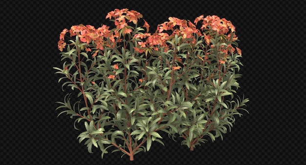 Feuerglanz-Wolfsmilch, rote Blume isoliert