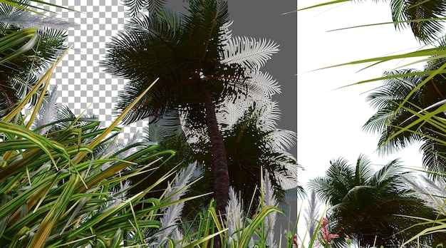 Le feuillage de noix de coco sur un fond transparent rendu PNG 3D