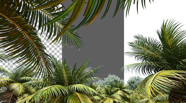 Le feuillage de noix de coco sur un fond transparent rendu PNG 3D