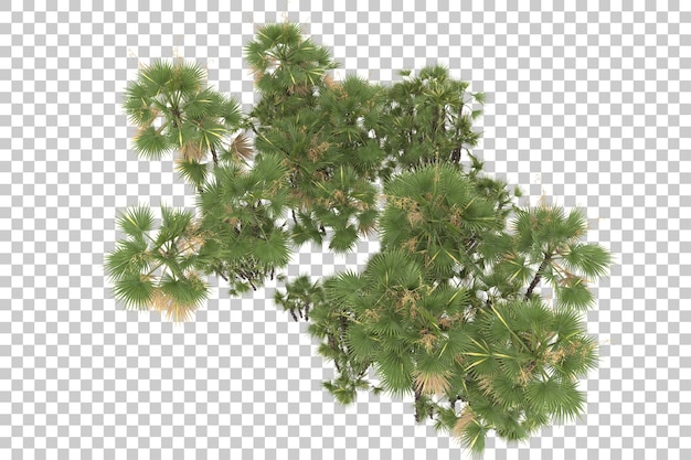 Feuillage tropical sur fond transparent. rendu 3d - illustration