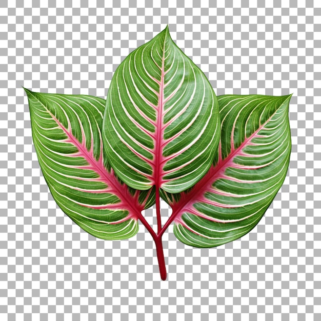 PSD feuille d'aglaonema sur fond transparent