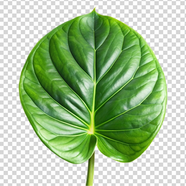 PSD feuille d'anthurium verte isolée sur un fond transparent