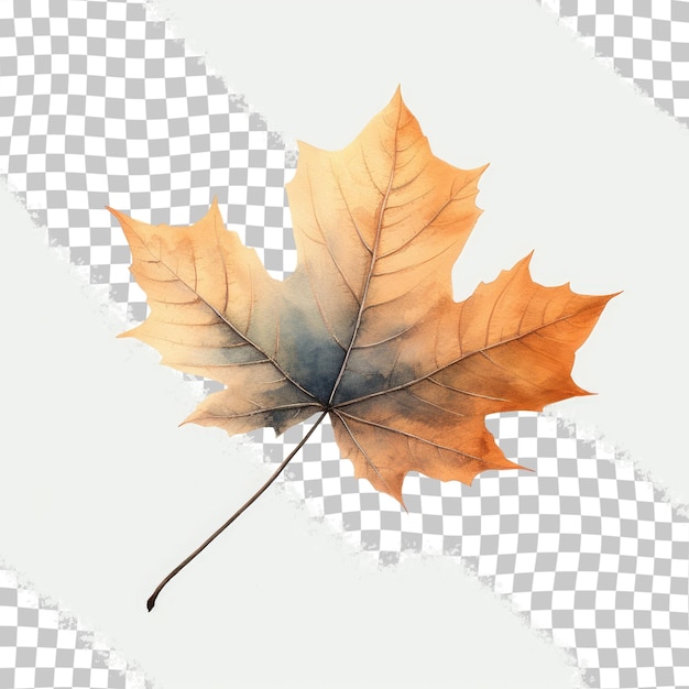 Feuille d'automne sur fond transparent