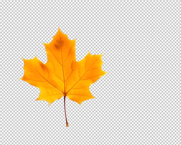 feuille d'automne isolée sur fond transparent