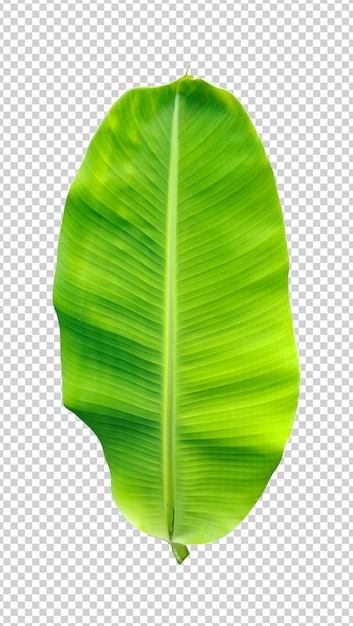PSD feuille de bananier vert sur png blanc et fond transparent gros plan photographie feuilles tropicales