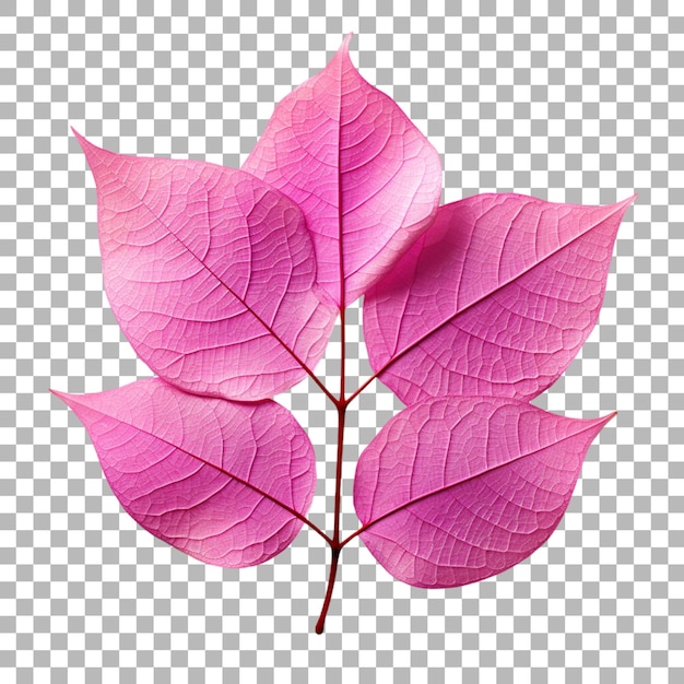 PSD une feuille de bougainvillea sur un fond transparent