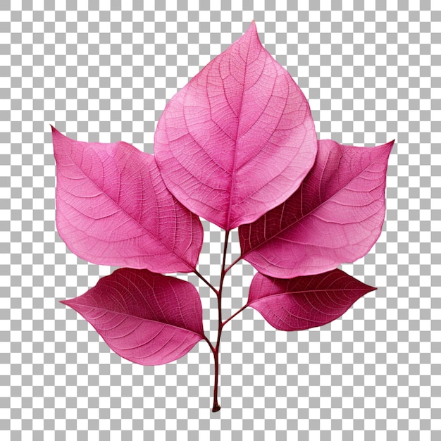 PSD une feuille de bougainvillea sur un fond transparent