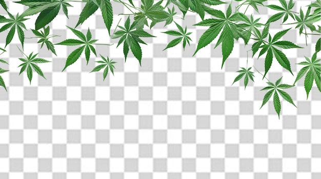 Feuille De Cannabis Png