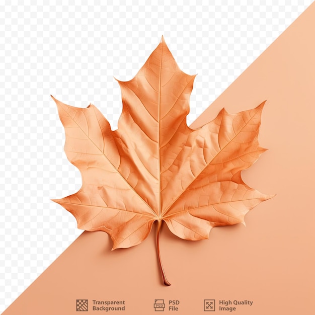 Une Feuille D'érable D'automne Sur Un Fond Transparent