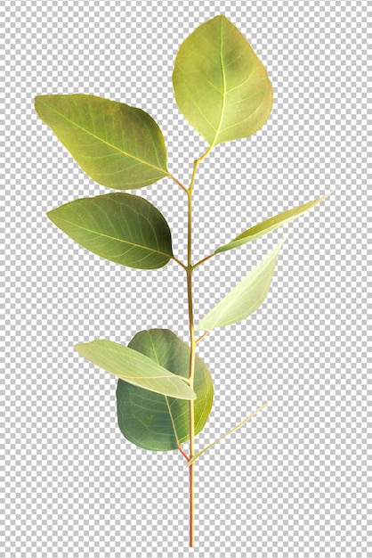 PSD feuille d'eucalyptus branche transparence fond isolé