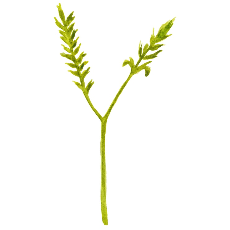 PSD feuille de fleur peinte à l'aquarelle élément de conception de fleur dessiné à la main isolé sur un fond transparent