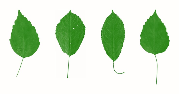 PSD feuille sur fond transparent