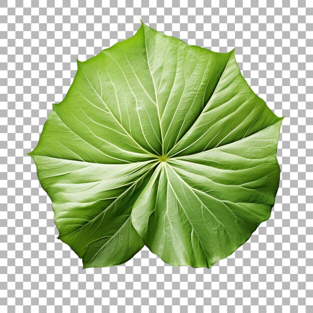 PSD une feuille d'hibiscus sur un fond transparent