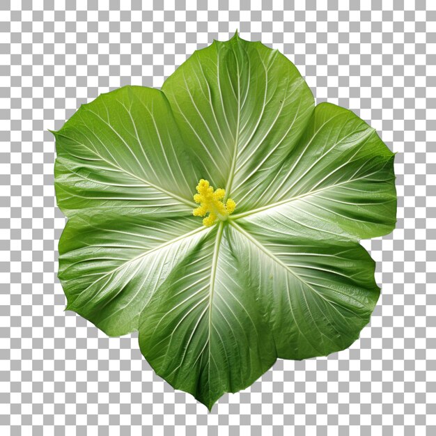 PSD une feuille d'hibiscus sur un fond transparent