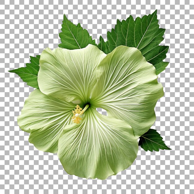 PSD une feuille d'hibiscus sur un fond transparent