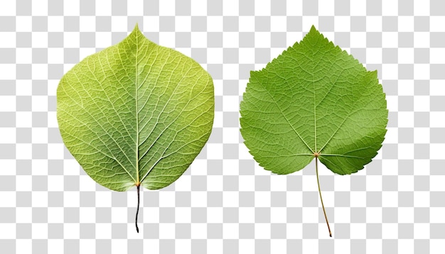 Feuille Isolée Sur Fond Transparent Png Psd