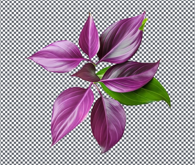Feuille de juif errant de couleur violette fraîche isolée sur un fond transparent