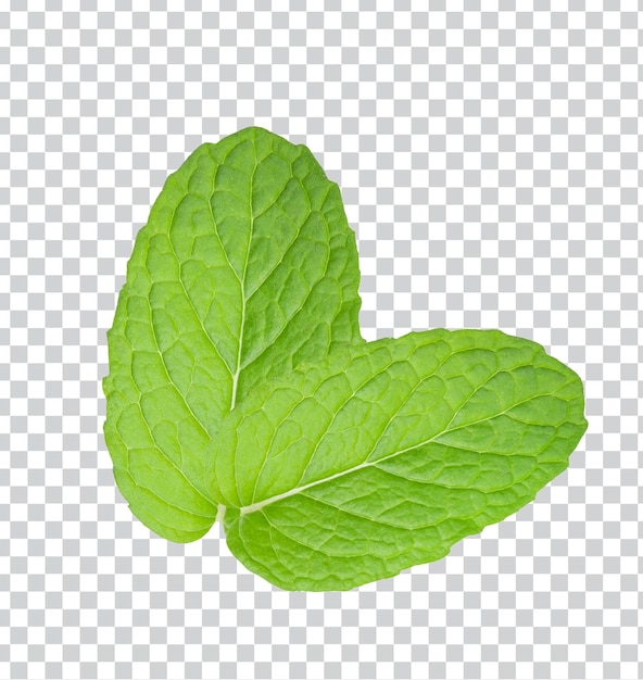 Feuille de menthe fraîche isolée sur fond blanc vue de dessus photo PSD Premium