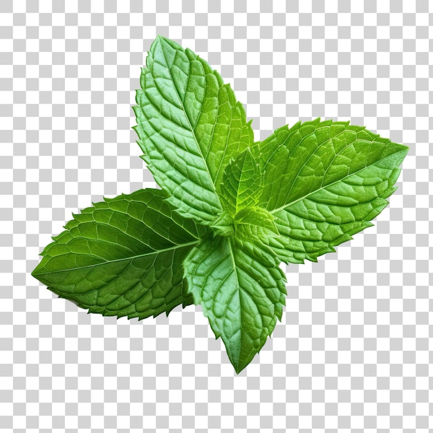 PSD feuille de menthe herbe sur fond transparent png clipart