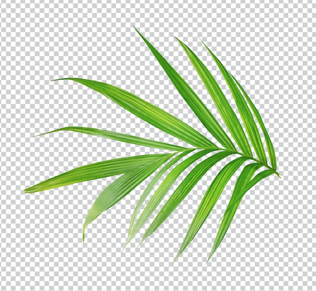 PSD une feuille de palmier verte est représentée sur un fond blanc feuille verte plante eco nature branche d'arbre