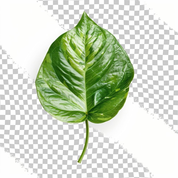 PSD une feuille d'une plante est représentée sur un fond transparent