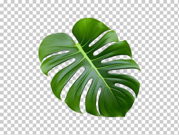 Feuille d'une plante monstera feuille verte feuille verte png clipart isolé sur fond transparent