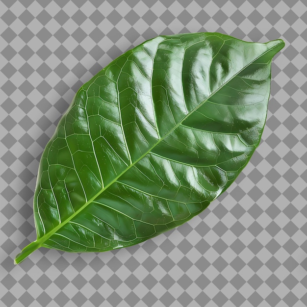 PSD feuille de png gardenia avec forme de feuille ovale brillante et col vert foncé vue supérieure objet naturel isolé