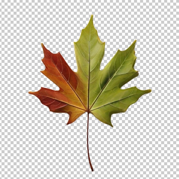 PSD la feuille png psd.