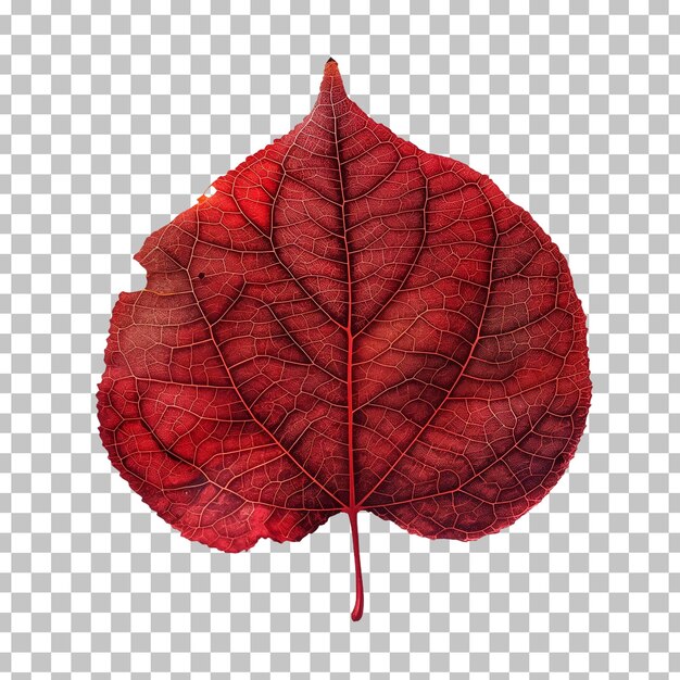 Une Feuille Qui Est Rouge Et Qui A Une Image D'elle