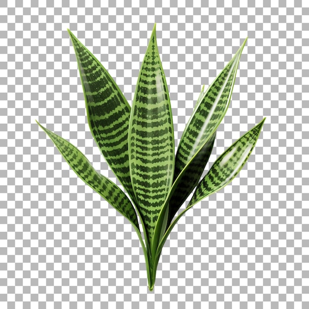 Une feuille de serpent sur un fond transparent